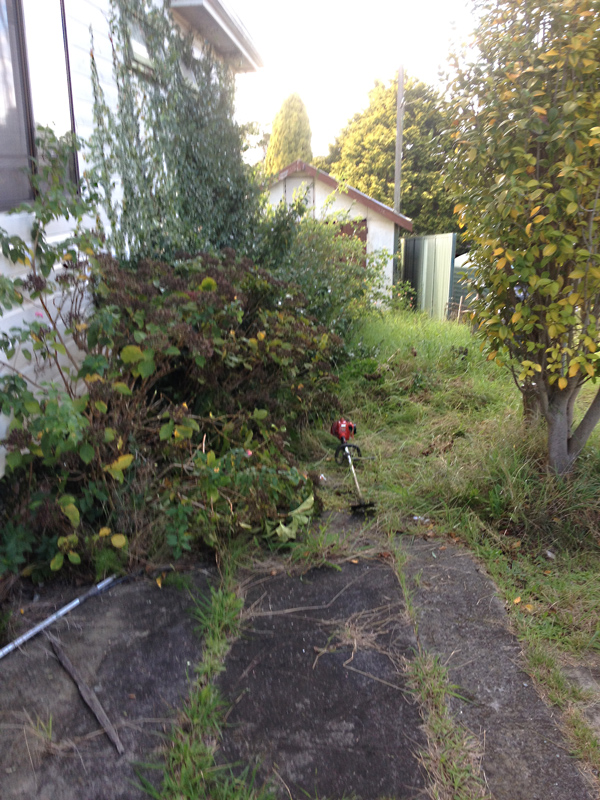 Yard Clean Up Before
