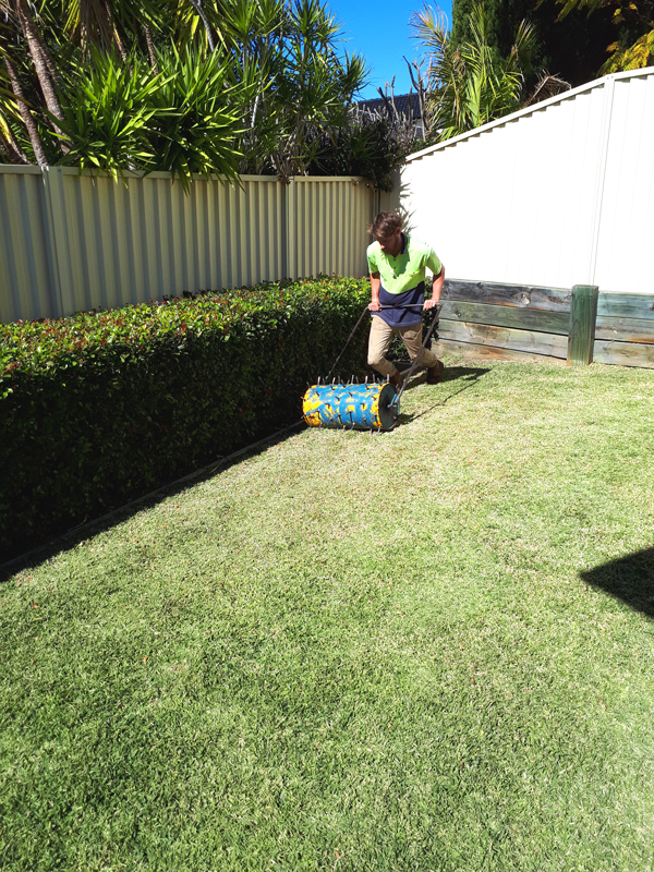 Lawn Aerating Sutherland Shire Image