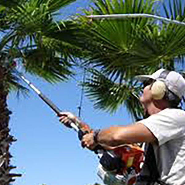 palm cleaning service icon